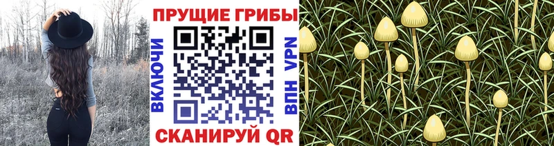 Псилоцибиновые грибы GOLDEN TEACHER  Купить где  Дзержинск 